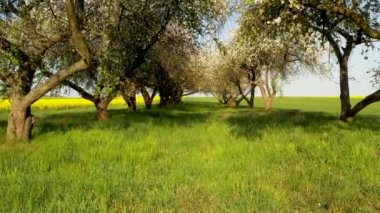 Meyve bahçesinde bahar günü