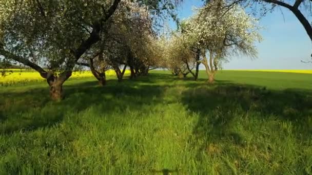 Dia Primavera Pomar — Vídeo de Stock