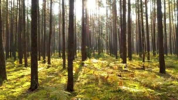 Outono Nas Filmagens Aéreas Floresta — Vídeo de Stock