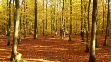 Sarı sonbahar ormanı hava görüntüleri