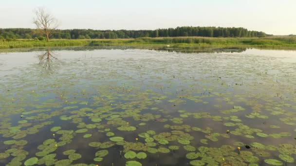 Drone Luchtopname Van Natuurlijke Rivier — Stockvideo