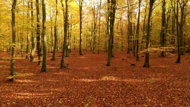 Podzim Lesním Leteckém Záběru — Stock video
