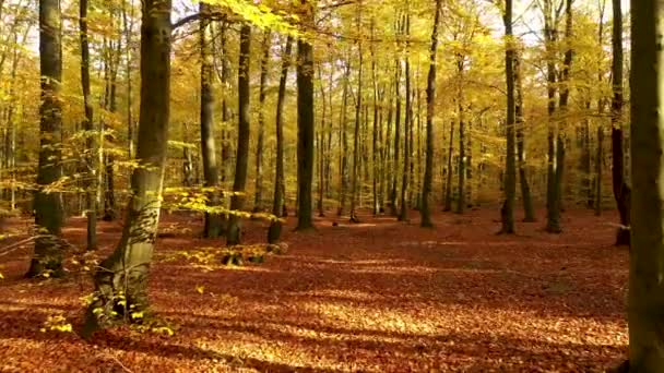 Outono Nas Filmagens Aéreas Floresta — Vídeo de Stock