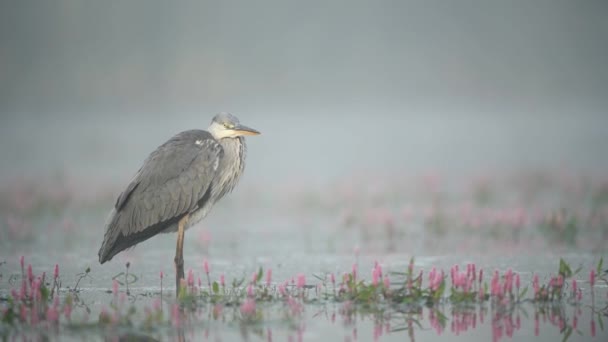 Серая Цапля Ardea Cinerea — стоковое видео