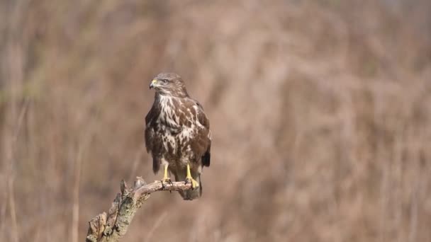 Vanlig Vråk Buteo Buteo Närbild — Stockvideo