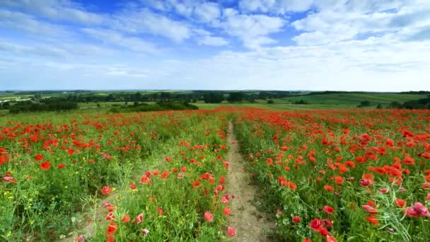 Bellissimo Campo Papaveri Durante Alba Riprese Aeree — Video Stock