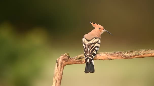 Euroasijský Hoopoe Pták Zblízka Upupa Epop — Stock video