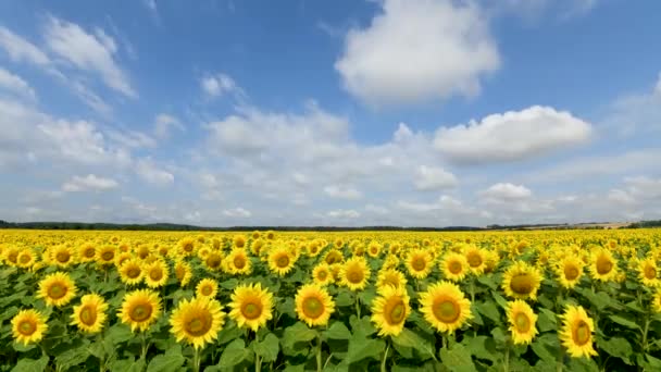 Vacker Sommardag Över Solrosor Fält — Stockvideo