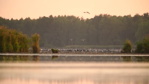 Vanlig Tranfågel Grus Grus — Stockvideo