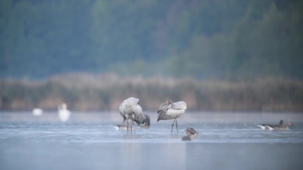 Common Crane Bird Grus Grus — Stock Video