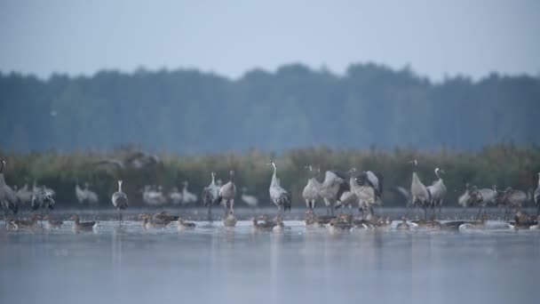 Common Crane Bird Grus Grus — Stock Video