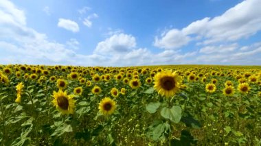 Ayçiçeği tarlasında güzel bir yaz günü