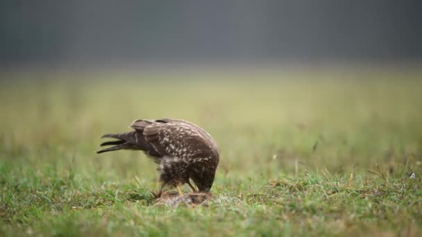 Buitre Común Buteo Buteo Cerca — Vídeos de Stock