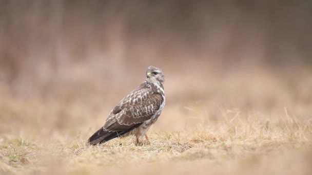 Buitre Común Buteo Buteo Cerca — Vídeos de Stock