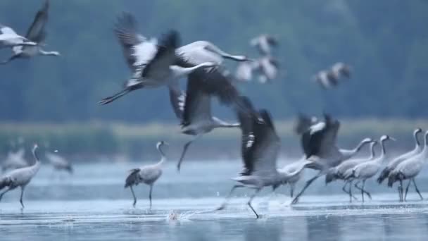 Vanlig Tranfågel Grus Grus — Stockvideo