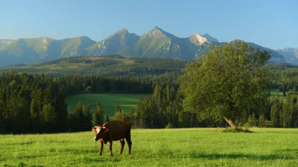 Krávy Louce Nad Horami — Stock video