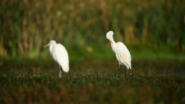 Μεγάλος Λευκός Egret Egretta Alba — Αρχείο Βίντεο