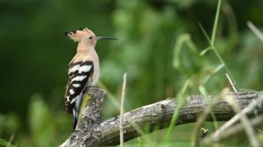 Avrasya hupoe kuşu yakın çekim (Upupa epops )