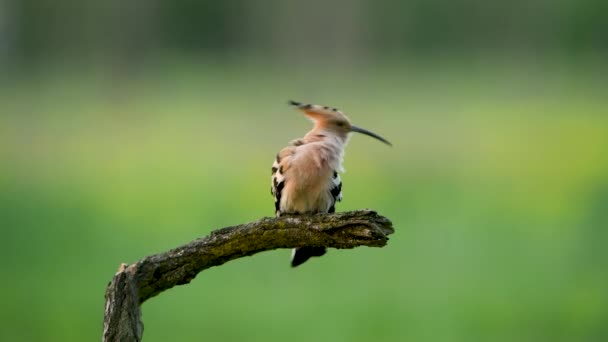 Burung Hoopoe Eurasia Menutup Upupa Epops — Stok Video