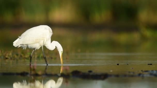 Μεγάλος Λευκός Egret Egretta Alba — Αρχείο Βίντεο