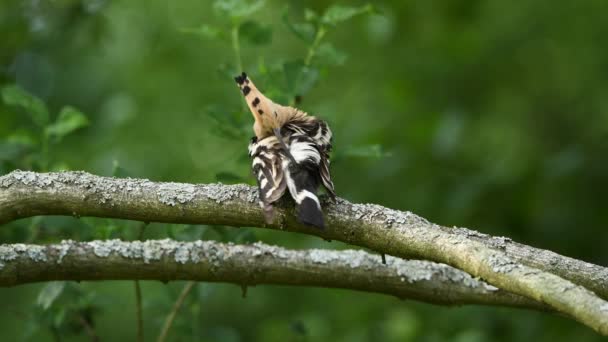 Burung Hoopoe Eurasia Menutup Upupa Epops — Stok Video