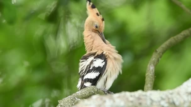 Burung Hoopoe Eurasia Menutup Upupa Epops — Stok Video