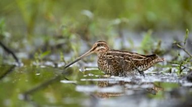 Genel Redshank (Tringa totanus) kapat