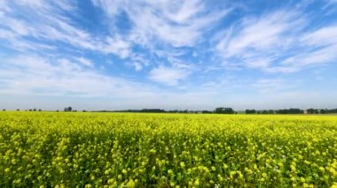 Çiçek açan tecavüz sahalarıyla kırsal bölge