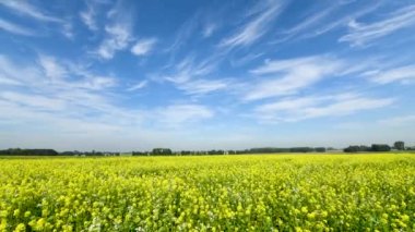 Çiçek açan tecavüz sahalarıyla kırsal bölge