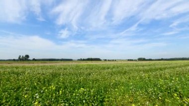 Beautiful sunrise over flowers field