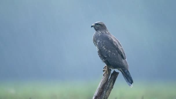 Myszołów Zwyczajny Buteo Buteo Zbliżenie — Wideo stockowe