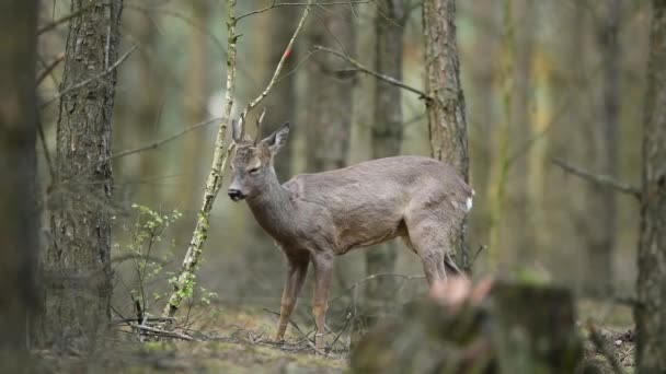 Roe Deer Buck Capreolus Capreolus — Videoclip de stoc