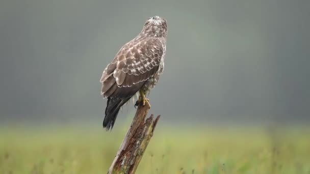 Vanlig Vråk Buteo Buteo Närbild — Stockvideo