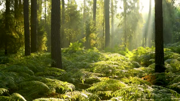 Beautiful Morning Forest — Stock Video