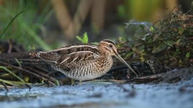 Genel Redshank (Tringa totanus) kapat