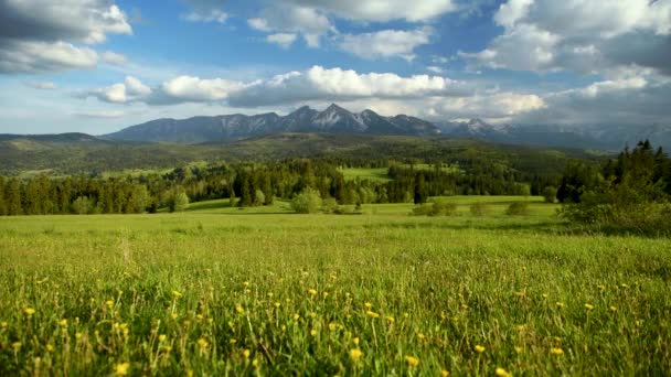 Campo Com Campos Estupro Florescentes — Vídeo de Stock