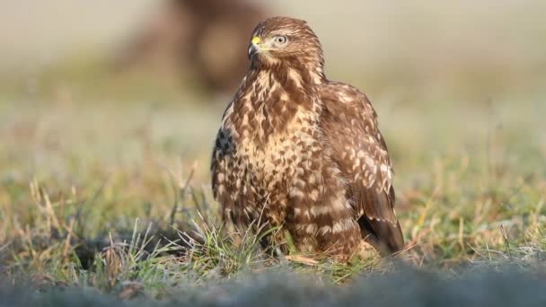 Obecný Krkavec Buteo Buteo Zblízka — Stock video