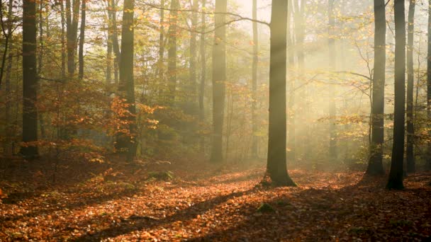 Gelber Herbstwald Luftbildp — Stockvideo