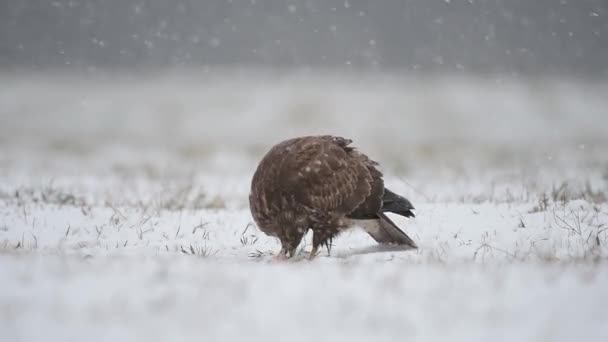 Buizerd Buteo Buteo Close — Stockvideo