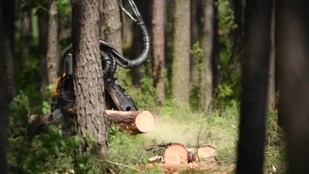 Лісозаготівельні Машини Рубають Дерева Аерофотознімки — стокове відео