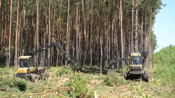 Bosbouwmachines Die Bomen Hakken Luchtfoto — Stockvideo