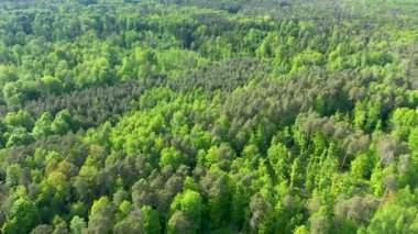 Ormanın üzerinde güzel bir sabahın insansız hava görüntüsü.