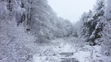 Ormanda kışın hava görüntüsü.
