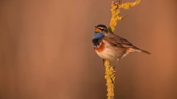 Bluethroat Vogel Van Dichtbij Luscinia Svecica — Stockvideo