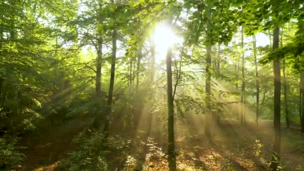 Belle Lumière Soleil Dans Forêt Verte — Video