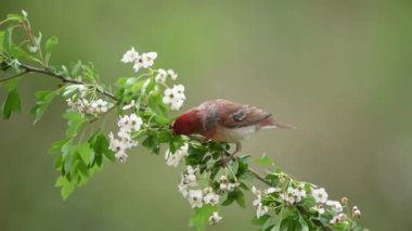 Dal üzerinde yaygın gül ağacı (carpodacus erythrinus) erkek