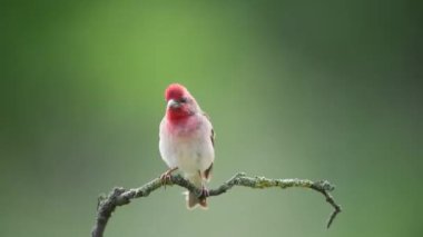 Dal üzerinde yaygın gül ağacı (carpodacus erythrinus) erkek