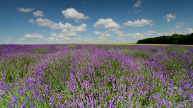 Mavi gökyüzü arkaplanı üzerinde lavanta alanı
