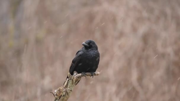 Corvo Corvus Corax Perto — Vídeo de Stock