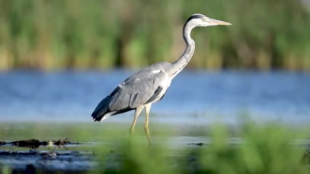 Czapla Szara Ardea Cinerea Zbliżenie — Wideo stockowe